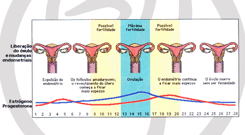 Os Hormônios No Ciclo Menstrual Derma Line 3478